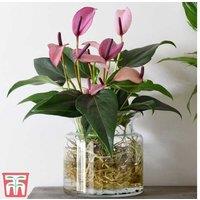 Mauve Anthurium Aqua - Flowering Evergreen Houseplant in Glass Vase