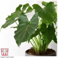 Philodendron 'Shangri La' - Compact Indoor Foliage Plant, Air-Purifying, 50cm