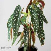 Begonia maculata Houseplant - Polka Dot Indoor Plant, 1 or 2 Pack, 100cm