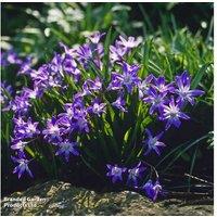 600 Spring Flowering Bulbs Mix - Hardy Perennial Garden Favourites