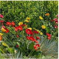 Hardy Gerbera garvinea 'Cheeky Collection' - 4 Flowering Perennials