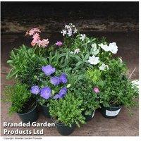 Potted Seasonal Alpine & Rockery Perennial Plant Mix - Hardy, Compact, Colourful