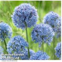 Mixed Allium Flowering Bulbs - Perennial Pollinator Favourites (105 or 210 Pack)