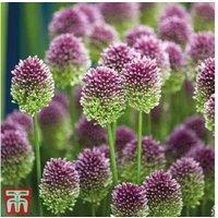 Spring Flowering Mixed Bulb Collection - 50 Easy-Care Perennial Bulbs