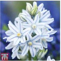 Puschkinia Libanotica Bulbs - Flowering Spring Perennial, 100 Pack