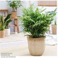 Parlour Palm Houseplant - Air-Purifying Indoor Palm, 250cm Mature Height