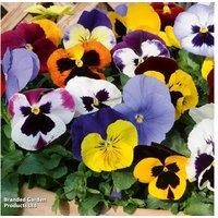 Pansy Matrix Mix - 72 Hardy Perennial Plug Plants for Winter & Spring Colour