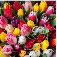 Darwin Tulip Mixed Bulbs - Flowering Spring Perennial, Up to 64 Bulbs
