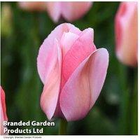 Tulip 'Bella Blush' Flowering Bulbs - Candy Pink, Hardy Perennial