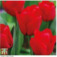 Tulip 'Red Impression' Bulbs - Perennial Flowering, 56cm Height