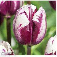Tulip 'Blueberry Ripple' Bulbs - Fragrant Spring Flowering, 45cm