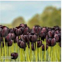 Tulip 'Black Satin' Bulbs - Dramatic Flowering Perennial, 60cm Tall