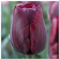 Tulip Triumph 'Ronaldo' Bulbs - Hardy Spring Flowering Perennial (8 or 16 Pack)