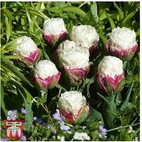 Tulip 'Ice Cream' Flowering Bulbs - Peony-Style, Compact, 40cm