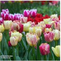 Tulip Colour Carnival Bulbs - Flowering Spring Bulb Mix (8 or 16 Pack)