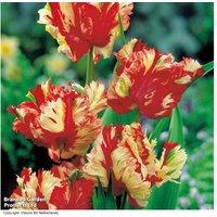Tulip 'Flaming Parrot' Flowering Bulbs - Parrot Tulip, 55cm, 8 or 16 Pack