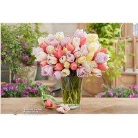 Pastel Triumph Tulip Bulbs - Flowering Spring Perennial (18 or 36 Pack)