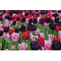 Tulip Berry Sorbet Bulbs - Flowering Perennial, Fringed Hybrids, 45cm Height