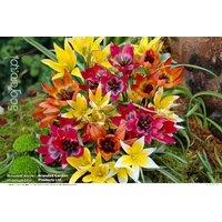 Mini Tulip Everlasting Bulbs - Perennial Spring Flowering, 8 or 16 Pack