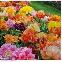 Tulip Murillo Mixed Bulbs - Double-Flowered Perennial Spring Blooms (8, 16 or 32 Pack)