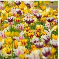 Rembrandt Tulip Bulbs - Flowering Spring Bulbs for Borders & Cutting