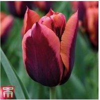 Tulip Slawa Flowering Bulbs - Burgundy & Copper Triumph Variety