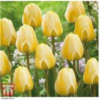 Tulip 'Cream Cocktail' Flowering Bulbs - 8 or 16 Pack, Perennial Spring Blooms