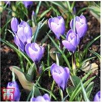 Crocus Grand Maitre Flowering Bulbs - Perennial, Compact, Vibrant Purple