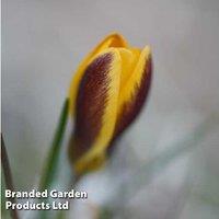 Crocus 'Queen Bee' Flowering Bulbs - Early Spring Colour, 15cm Tall