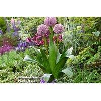 Allium Lucky Balloon Perennial Bulbs - Large Pink Flowerheads, 60cm Tall