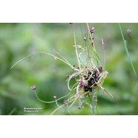 Allium scorodoprasum 'Art' Flowering Bulbs - Unique Perennial, 50cm Tall