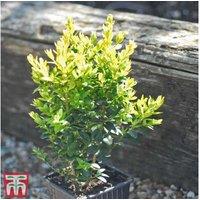 Evergreen Box Hedging Plants - Buxus sempervirens, 10/25/50 Potted Shrubs