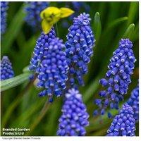 340 Blue Muscari Bulbs - Flowering Spring Perennial, Pollinator Friendly