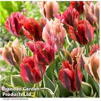 Tulip 'Viridiflora Mix' Perennial Bulbs - 8 or 16 Pack, Distinctive Flowering, 50cm Height