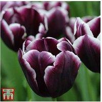 Tulip 'Jackpot' Flowering Bulbs - Bicolour, Compact, Easy-Care