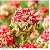 Tulip 'Double Flaming Bird' Bulbs - Double Flowering, Spring Display, 55cm Tall