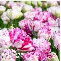 Tulip 'Jonquieres' Bulbs - Double Flowering Spring Perennial (8, 16 or 32 Pack)
