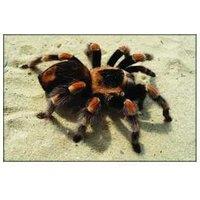 Tarantula Metal Miniature Model Toy - Ages 8+, Realistic Collectible, Creative Play