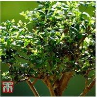 Ligustrum Bonsai Tree - Flowering Indoor Plant with Ceramic Saucer