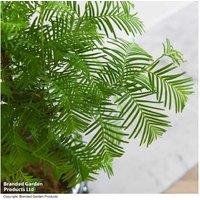 S-Shaped Bonsai Tree - Deciduous Conifer in Japanese Ceramic Pot