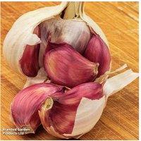 Hardneck Garlic 'Morado' Bulbs - Autumn Planting, Spanish Variety
