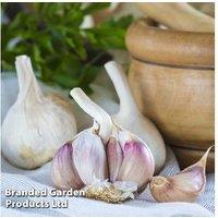 Garlic Trio Collection - 3 Hardy Varieties for UK Gardens