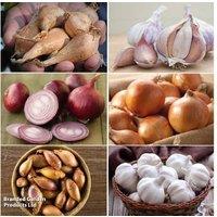 Autumn Onion, Shallot & Garlic Planting Collection - Hardy Bulbs for Home Growing