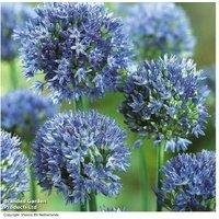 Allium Blue Drumstick Bulbs - Flowering Perennial, 60cm, Easy Care