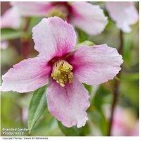 Philadelphus Petite Perfume Pink Flowering Shrub - Compact, Fragrant, Pollinator-Friendly