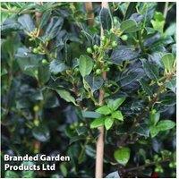 Spinless Holly Shrub - Evergreen, Wildlife-Friendly, 6m Max Height
