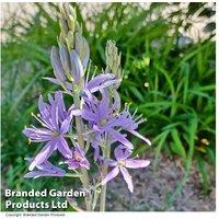 Camassia Caerulea Perennial Flowering Bulbs - Violet-Blue Spires, 130cm Tall