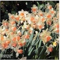 Scented Daffodil 'Blushing Lady' Bulbs - Up to 40 Fragrant Blooms, Hardy Perennial
