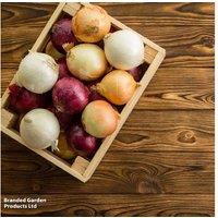 Onion Sets - Mixed Red, White & Brown Varieties, Autumn Planting