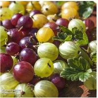 Gooseberry Fruit Bushes - Hardy, Self-Fertile Shrubs in 2L Pots